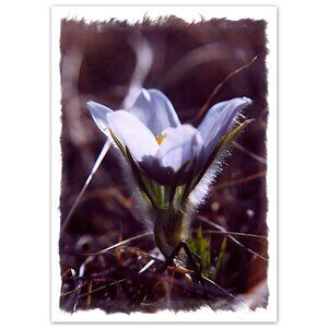Birthday Crocuses Greeting Card Made in Canada